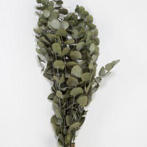 Eucalipto Verde