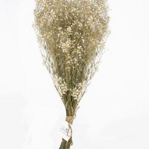 Paniculata blanco roto