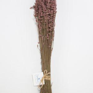 Lavanda Rosa claro