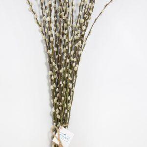 Paquete de Salix